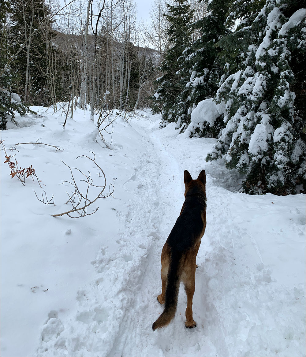 The Jäger Aspen Grove