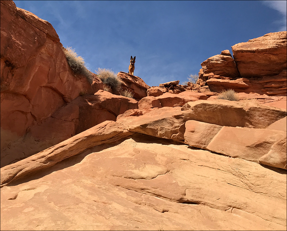 The Jäger Lion King