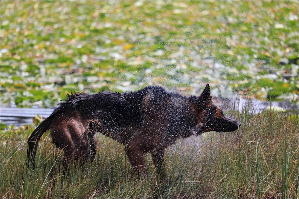 The Jäger Water Shake
