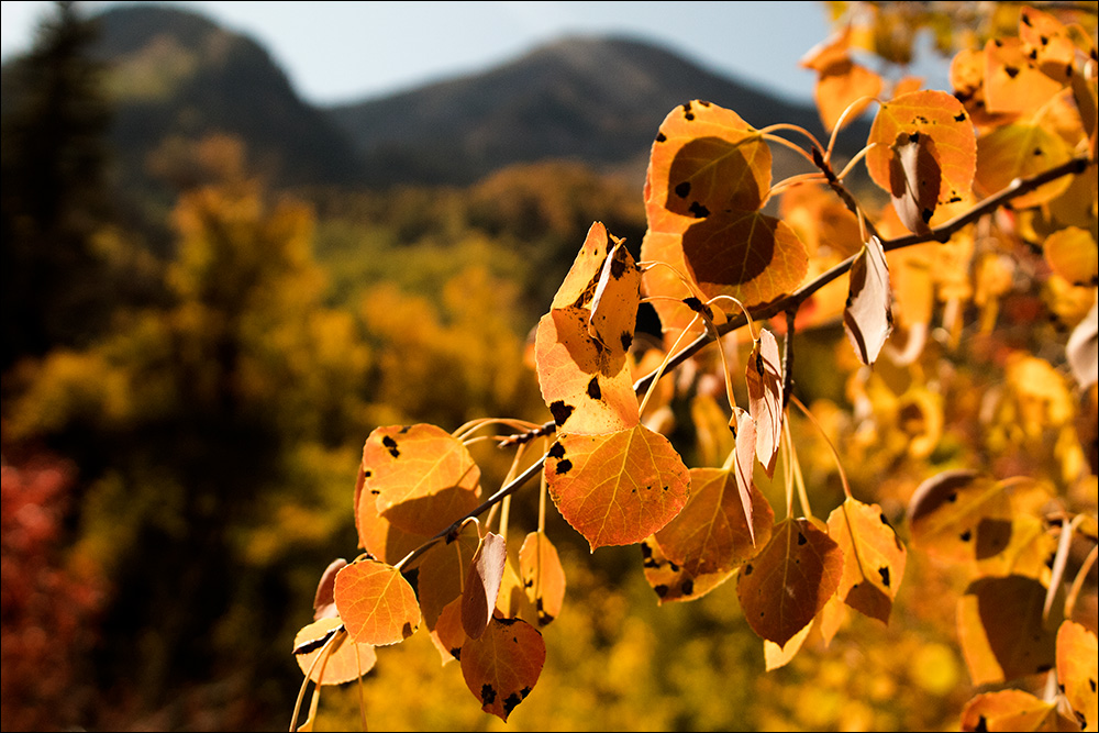 Box Elder Utah