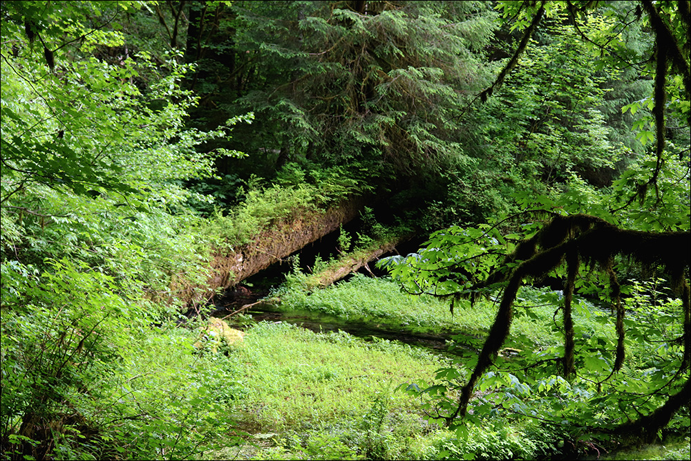 Olympic National Park