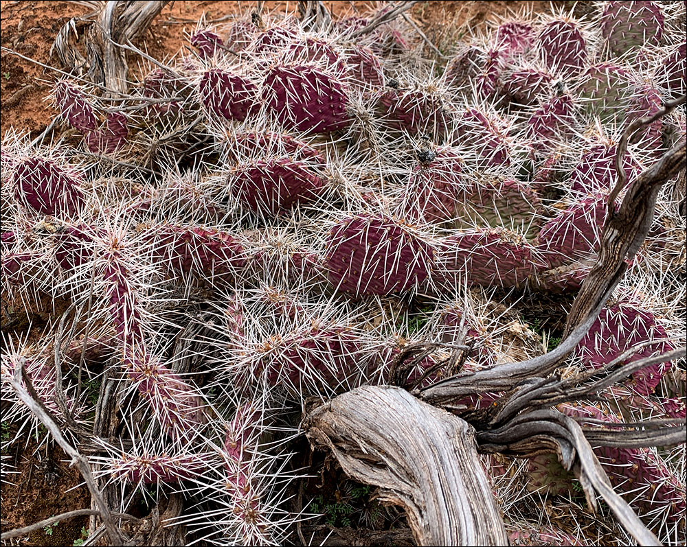 Wolverine Canyon Utah