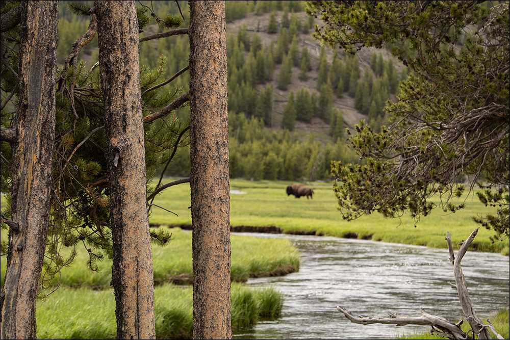 Yellowstone Wyoming
